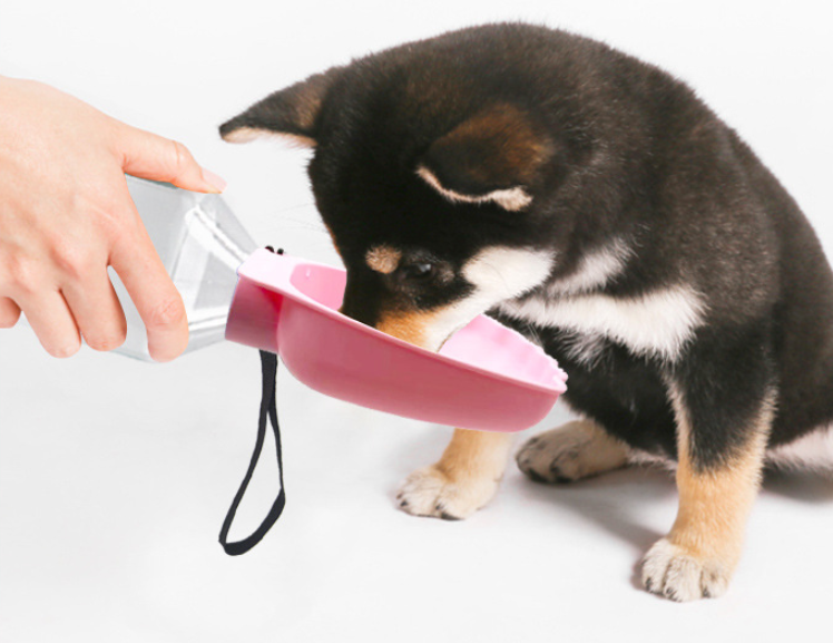 The Dog Goes Out To The Water Jug