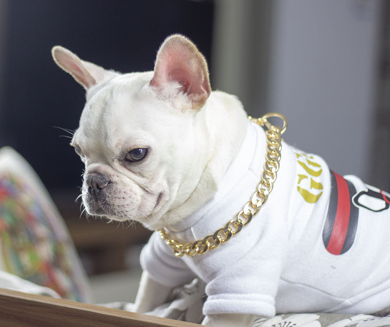 Dog metal big gold chain Petzymart