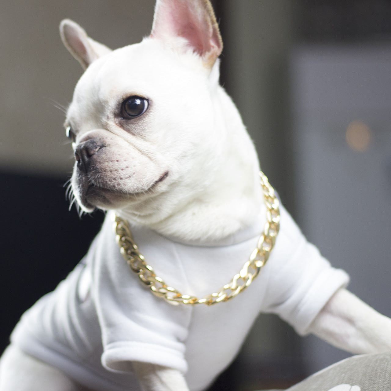 Dog metal big gold chain Petzymart