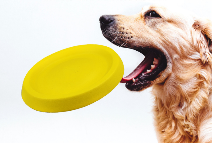 Pet Dogs Throwing Plastic Toys Petzymart
